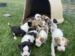 American Bulldog Puppies NKC Registered