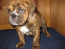 Excellent English Bulldog Puppies For Free