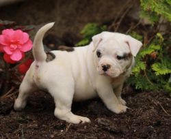 American Bulldog Puppies for Sale