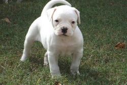 Awesome American Bulldogs For Sale.