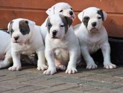 American bulldog puppies available to for xmas