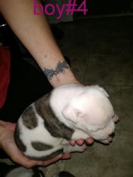 NKC American Bulldog puppies looking for families