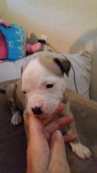NKC American Bulldog pups need families