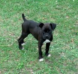 12 week old boxer male