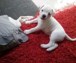 Gorgeous American bulldog puppies available