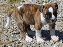 Healthy American Bulldog puppies For Sale