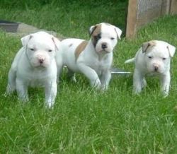 Marvelous American Bulldog puppies for adoption.
