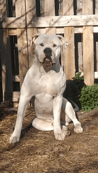 NKC registered American Bulldog puppies for sale