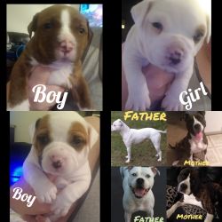 American Bull/Mastiff/Pitbull puppies