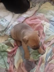 Mixed pit boxer& heeler pups for sell