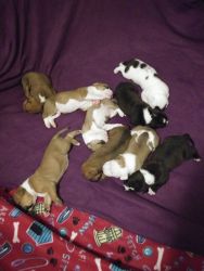Selling 9 american/ ol english bulldog. 5 females, 4 males.