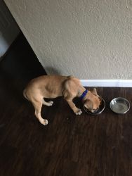 I have a bully pup trying to rehome