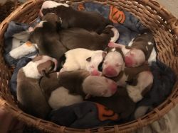 11 puppies