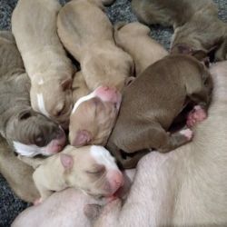 American bulldog puppies for sale
