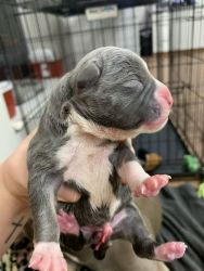 American Bully puppies/ Grand Champion sired