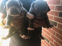 Blue pitbull puppys