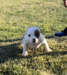 Micro Exotic Bully’s for sale