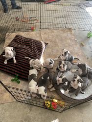 Pit bull Puppies for sale! We have 6 males and 4 females.