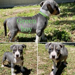 Abkc American bully puppies