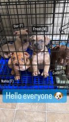American Bully Pups looking for forever homes!