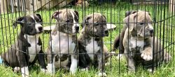 American Bully Pups for Sale