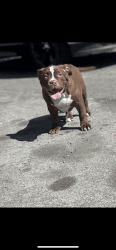 Female 5 month Chocolate pocket bully