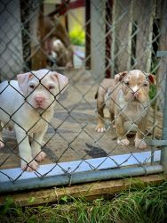 Bully pups
