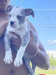 9wk old American bully male looking for his forever home