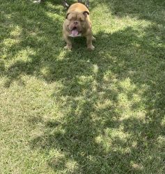 American Bully 11month male
