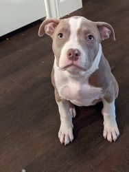 Pure Bred Bully Puppy For Sale