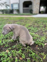 Rehoming American Bully puppies