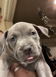 Blue Bully n Brennel pit puppies