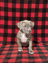 Registered American Bully puppies for sale