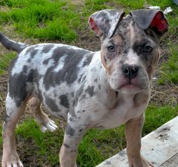 Merle Tri and Blue Tri American Bully Puppies