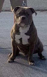 AMERICAN BULLY FOR SALE