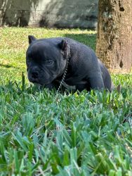America bully 3 months for sale lemon drop puppies
