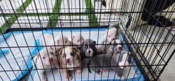 American Bully Puppies -2 males -5 Females