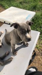 American Bully’s For Sell