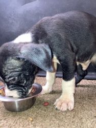 11 AMERICAN BULLY Puppies