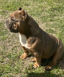 10 month American Bully