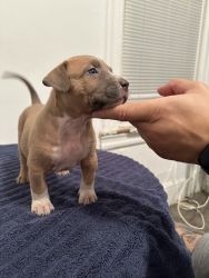 XL Bully Puppies (Tri color and Fawn)