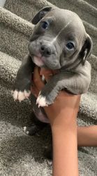 Bully Pups Available