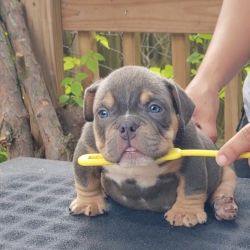 Bully puppies available
