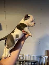 Micro Bully Available