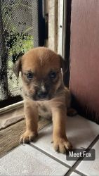 Cute puppies for sale!