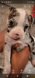 American Bully Pup for Sale