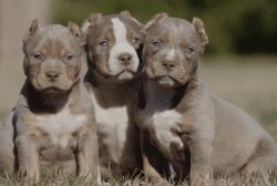 Abkc American Bullies for sale