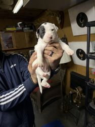 7 XL bully’s just in time for Christmas currently taking deposits