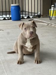 American bully puppy ready for homes