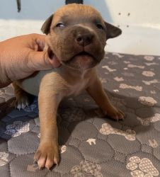 ABKC REGISTERED AMERICAN BULLY PUPS